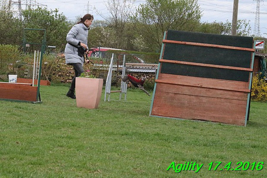 agility-17.4.2016-hannach-chantia-bertrando-ben--463-.jpg