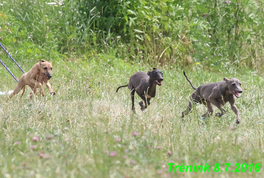 nas-trenink-8.7.2016-vsechny-feny--bertrando-jesika-kasha--111-.jpg