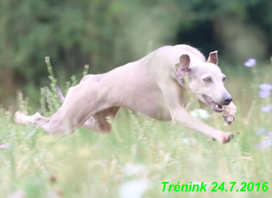 nas-trenink-24.7.2016-vsechny-feny-a-bertrando--112-.jpg