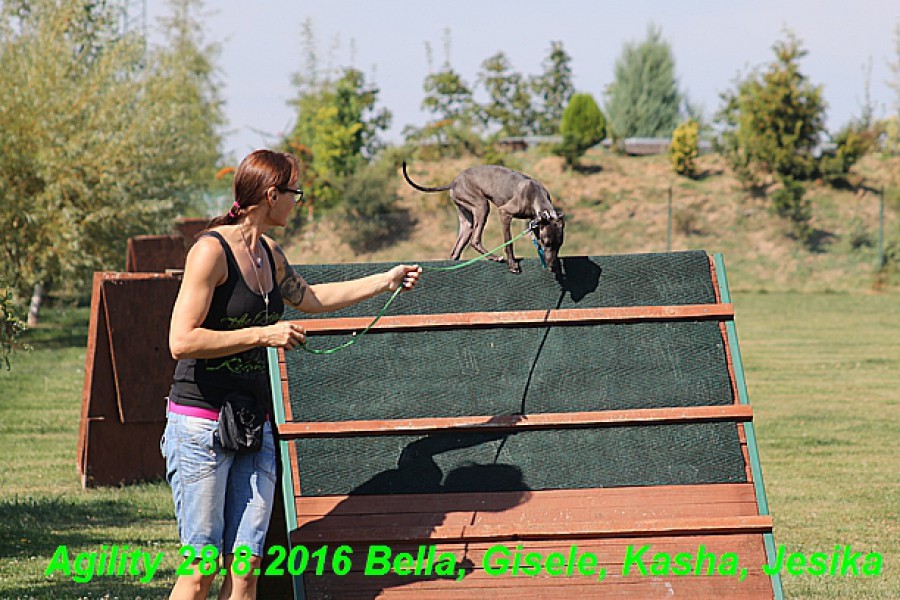 agility-28.8.2016-bella-apetr--jesika-kasha-gisele--1-.jpg