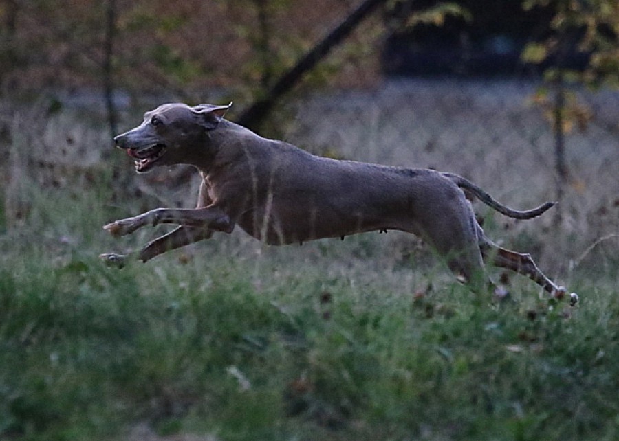 nas-trenink-1.9.2016-vsechny-feny-bertrando-bella--21-.jpg