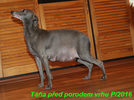 tana-den-pred-porodem--5-.jpg