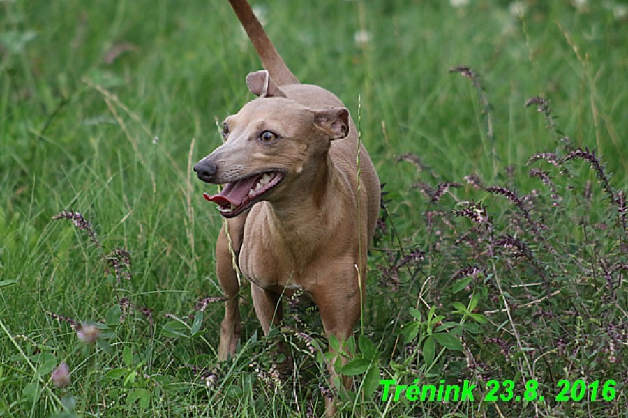 nas-trenink-23.8.2016-vsechny-feny-a-bertrando--8-.jpg