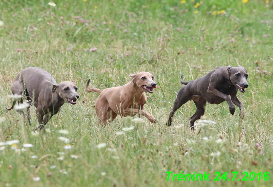 nas-trenink-24.7.2016-vsechny-feny-a-bertrando--73-.jpg