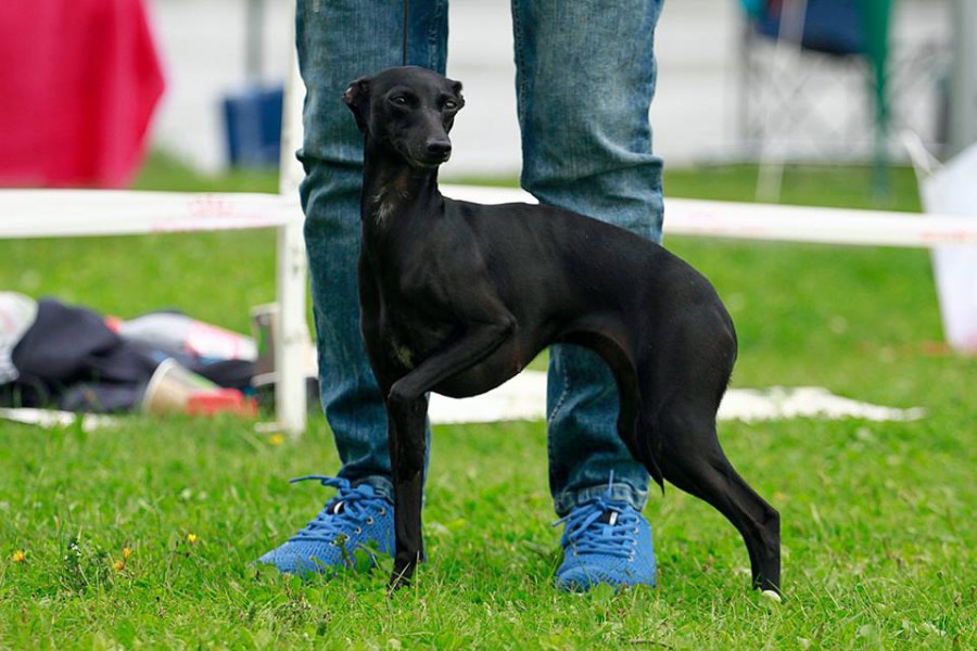 dogcastles-black-diamond.jpg