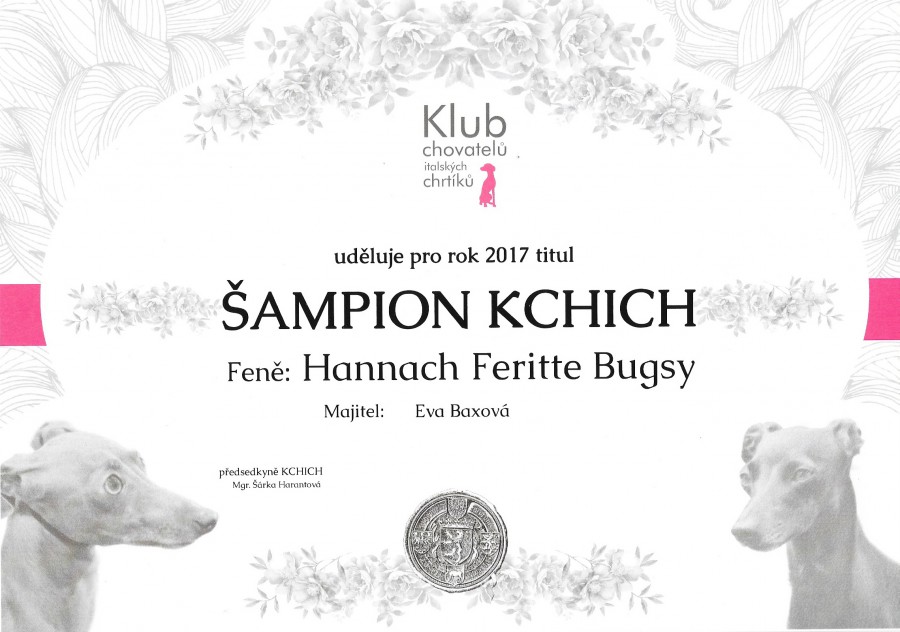 hannach-feritte-bugsy-sampion-klubu-chovatelu-italskych-chrtiku.jpg