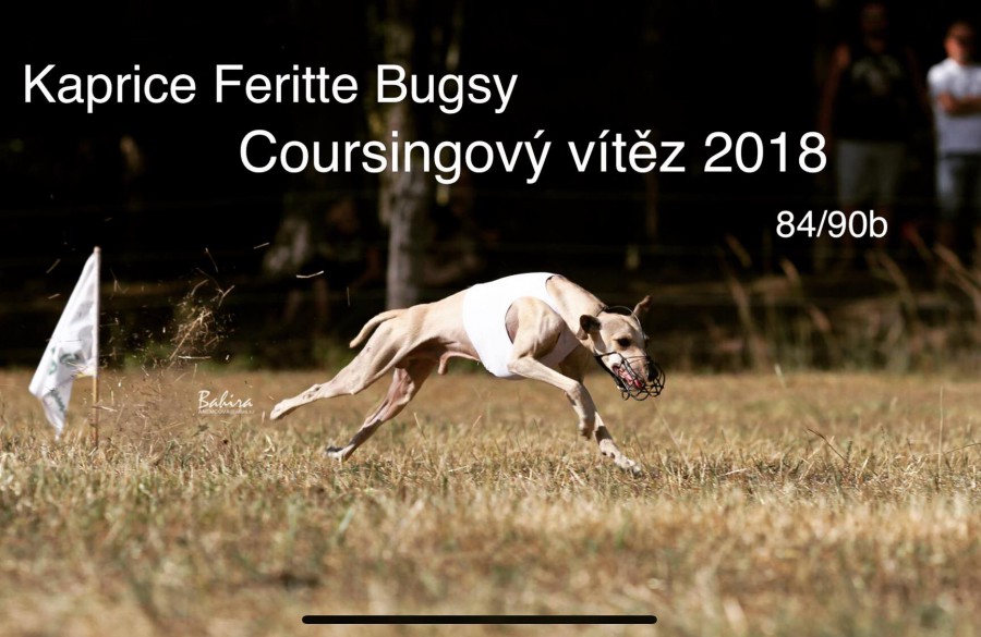 kaprice-coursingovy-vitez-2018.jpg