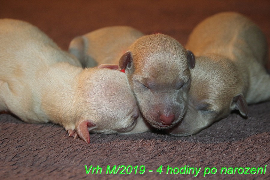 vrh-m-2019---4-hodiny-po-narozeni--23-.jpg