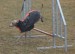 Bella agility 1.3.2015 03